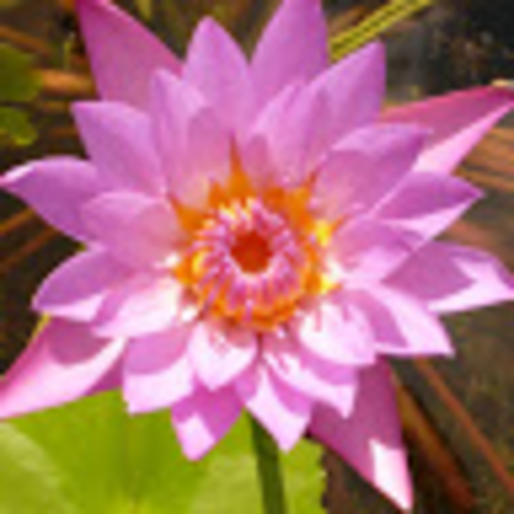 Meet your Posher, Dido